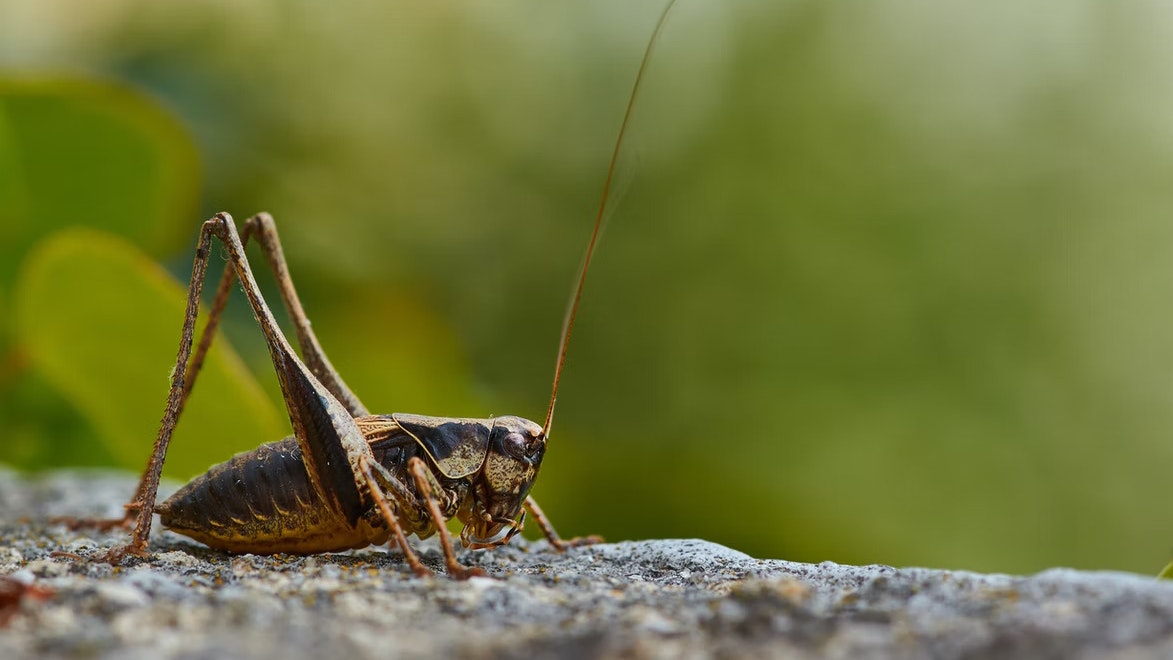 Les insectes - les denrées alimentaires de l'avenir ?