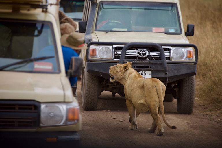 Keeping a Good Thing Going: Kenya’s Sustainable Wildlife Tourism Success