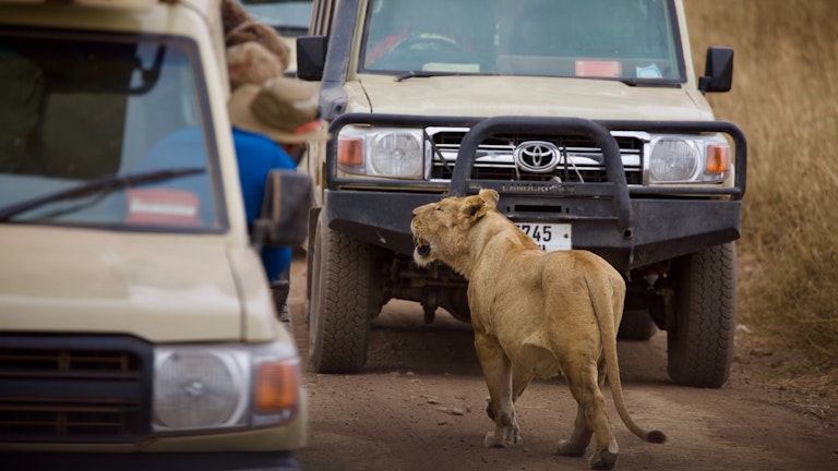 Keeping a Good Thing Going: Kenya’s Sustainable Wildlife Tourism Success