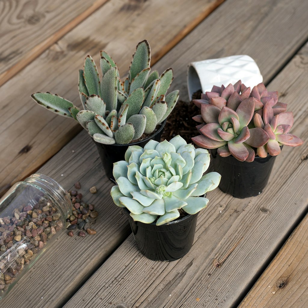Succulents at Lowe's: Deals from $3