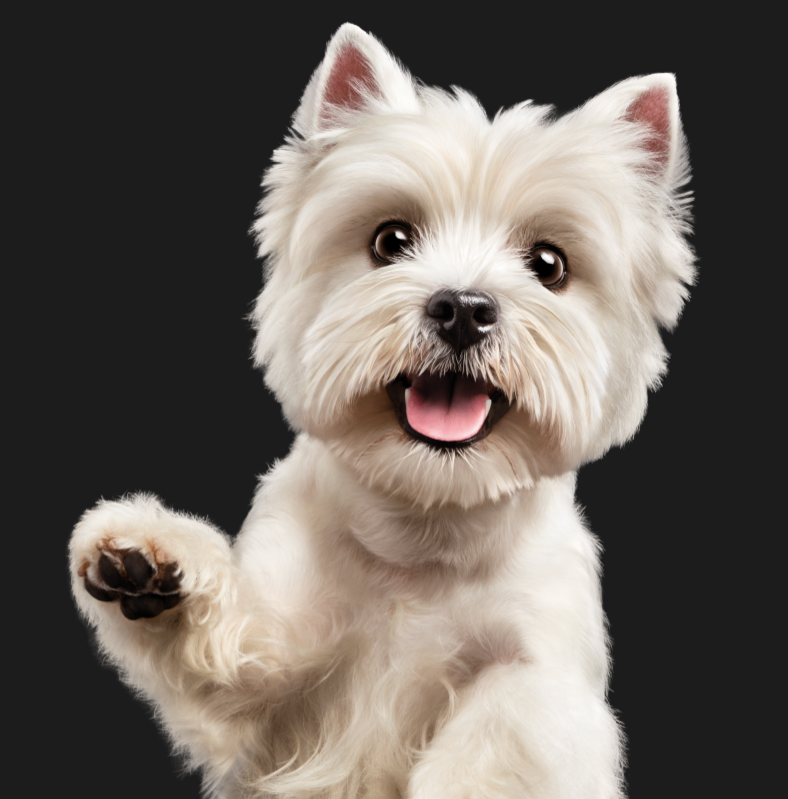 Cesar Dog Food Sample: Free