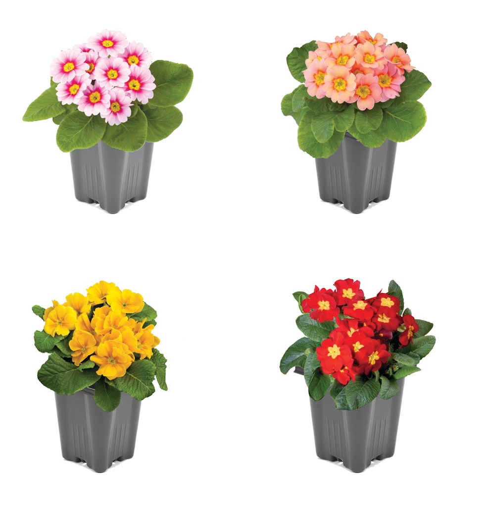 Perennials & Annuals at Lowe's: 30% off 