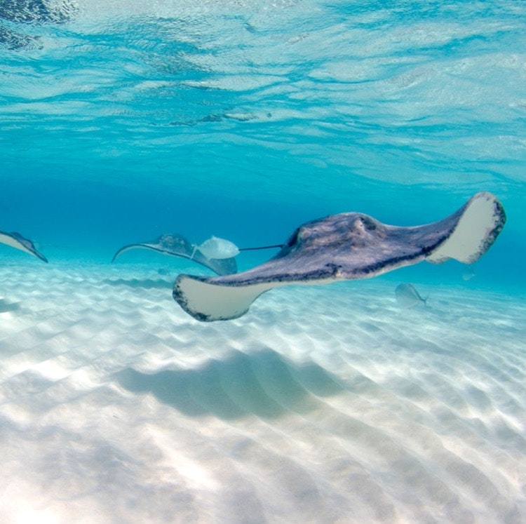 Princess 12-Night Caribbean & Panama Canal Cruise: From $2,298 for 2