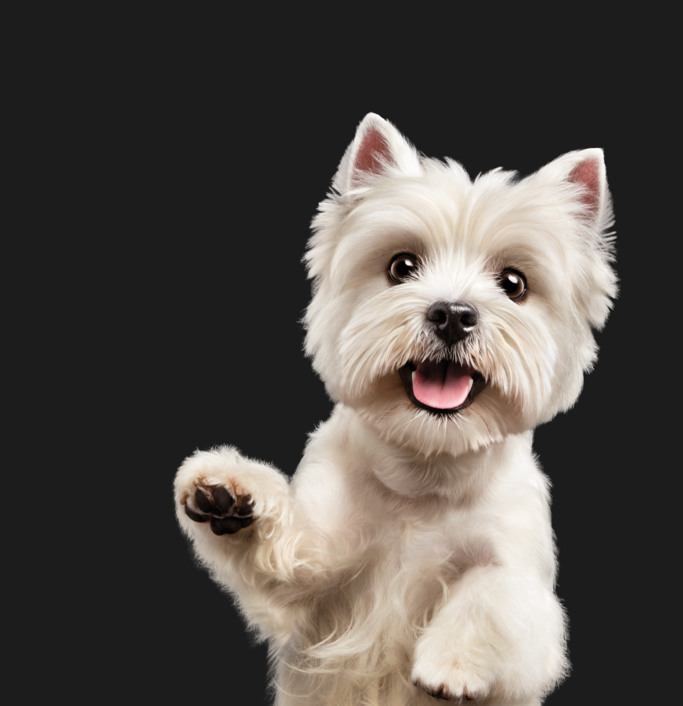 Cesar Dog Food Sample : Free Cesar Dog Food Sample : Free