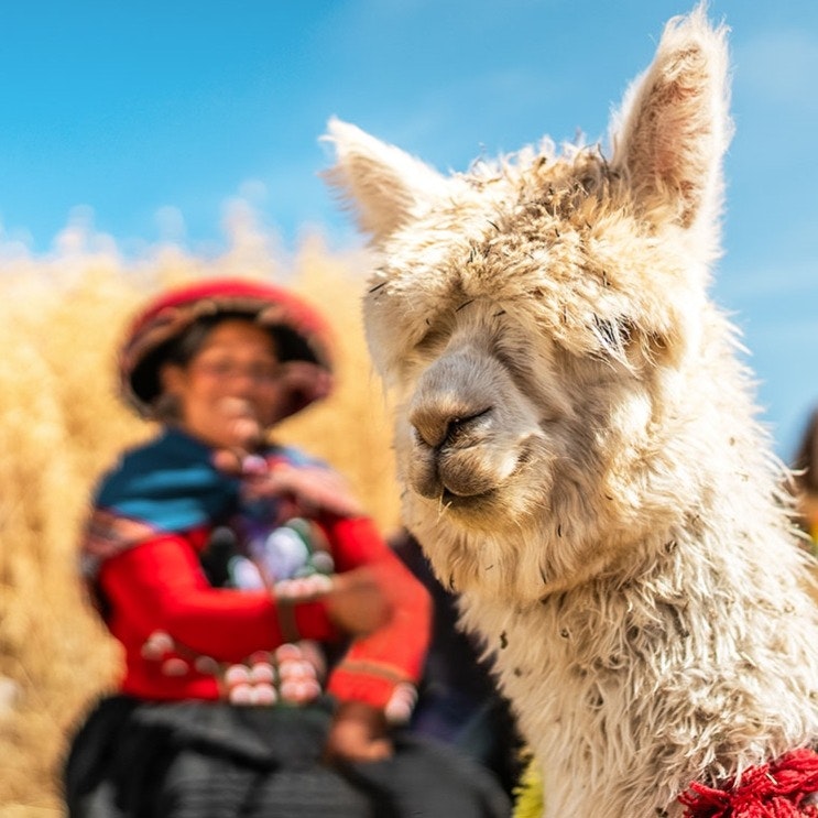 7-Night Peru Flight, Hotel, and Machu Picchu Vacation: From $999 per person