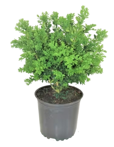 Landscaping & Live Goods at Home Depot: Up to 49% off