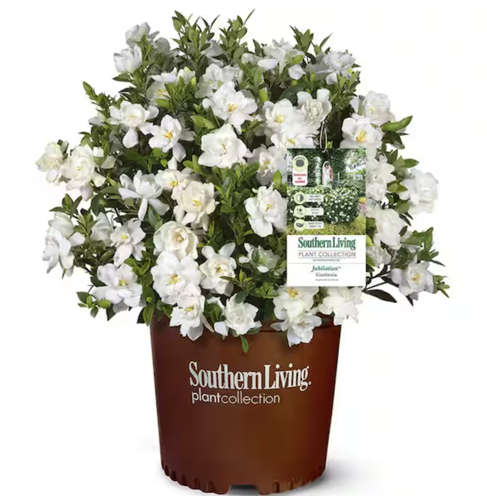 Landscaping & Live Goods at Home Depot: Up to 20% off