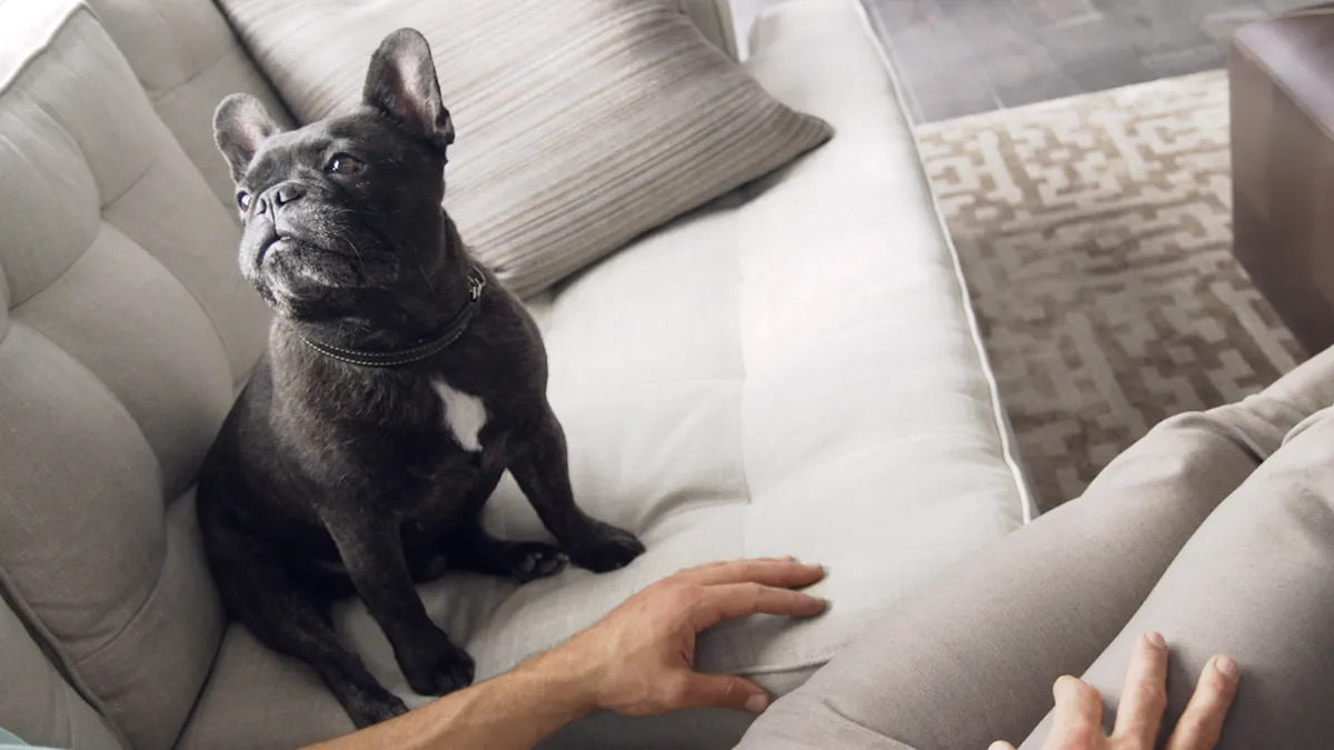 French Bulldog named Ripley on a couch, gazing up at a man next to him