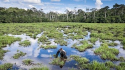 A photo of a gorilla standing in a marsh.