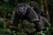 A photo of a mother gorilla with a child on it's back in a dark jungle, looking near the camera.