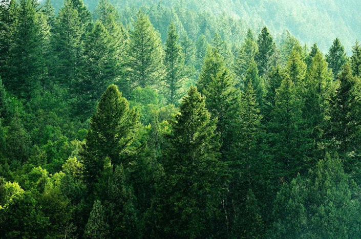 A forest of evergreen trees.
