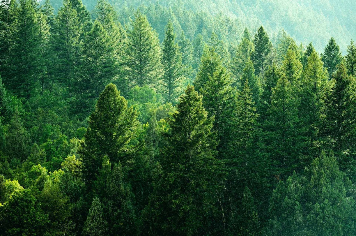 A forest of evergreen trees.
