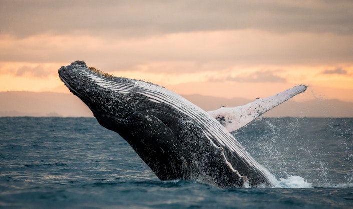 A whale leaps out of the ocean in front of an orange sky.