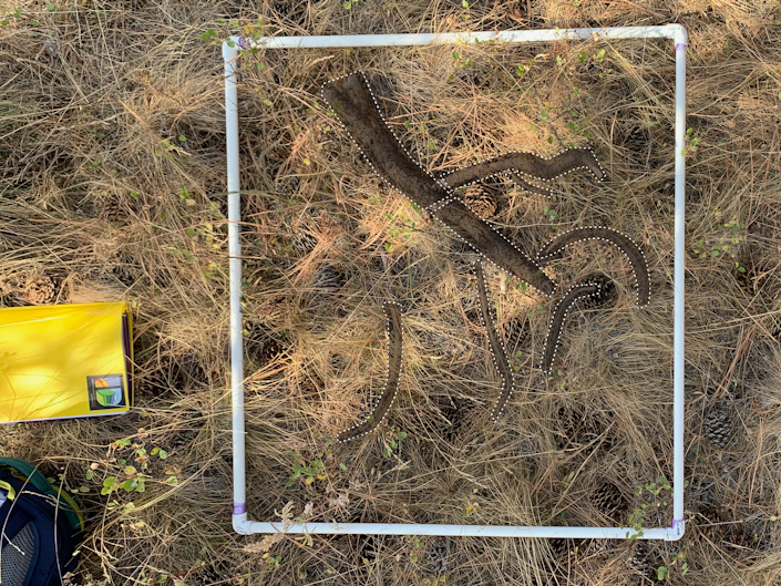 A PVC pipe square sits atop dry grass, and surrounds sticks that are digitally outlined.