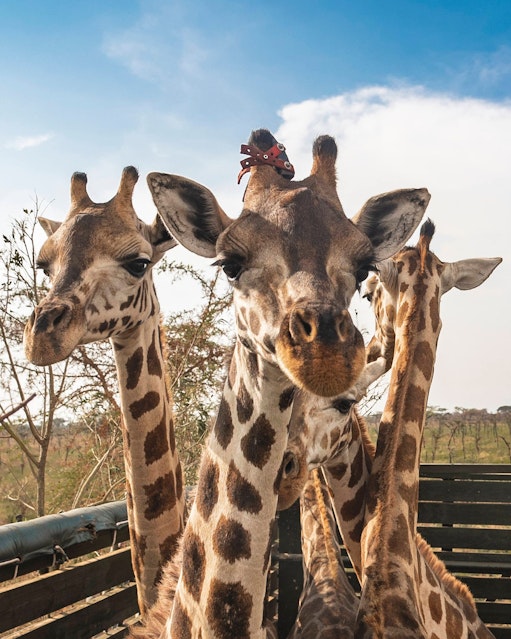 Up close, 5 Nubian giraffes stand in the back of a truck, looking at the camera. One of the giraffes has a small GPS unit attached to its ossicone.