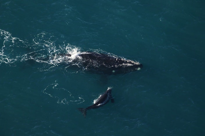 Two North Atlantic right whales - a mother and calf - identified by an aerial survey team.