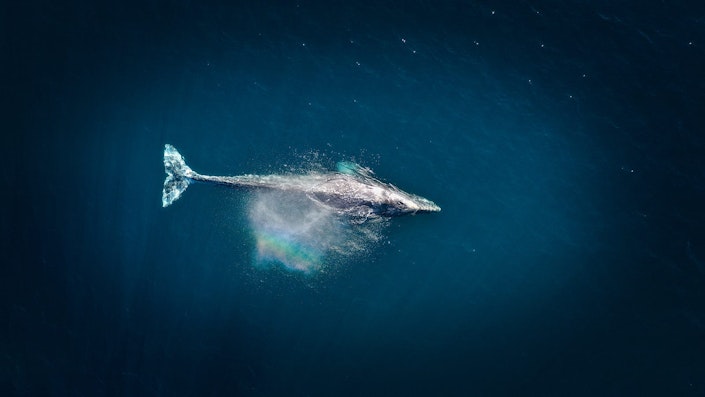 A whale swimming through ocean waters, with a rainbow reflected off of the surface of the water.