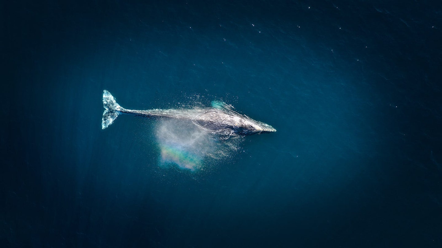 A whale swimming through ocean waters, with a rainbow reflected off of the surface of the water.