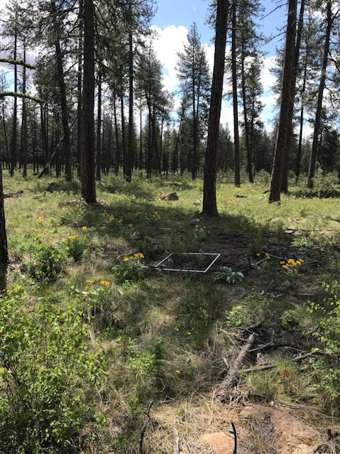 A forest of trees in a grassy area.