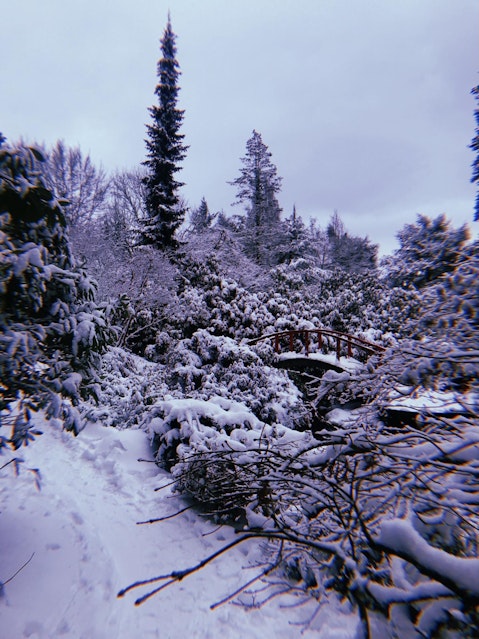A forest with a footbridge, covered in white fluffy snow.
