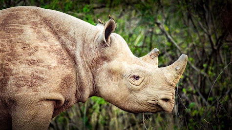 Close-up of a rhino