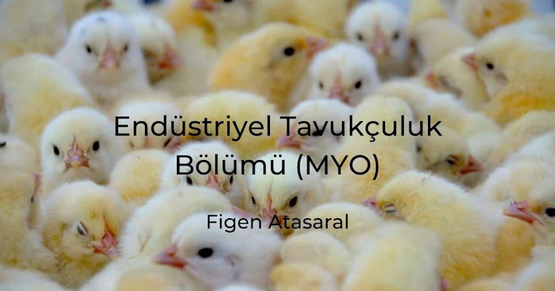 Bu görüntü, yakın çekimde bir araya toplanmış bir grup yavru civcivi gösteriyor. Civcivlerin çoğu beyaz ve sarı tüylüdür ve küçük siyah gözleri vardır. Civcivlerden biri kahverengi tüyleriyle gruptan sıyrılırken, geri kalanlar sıkı bir çember oluşturmuş. Arka planda farklı boyut ve renklerde başka kuşlar da var. Civcivlerin hepsi farklı yönlere bakıyor; bazıları yukarıya, bazıları yana, bazıları da aşağıya. Görüntüdeki ışık yumuşak ve görüntünün geneline huzurlu ve sıcak bir his veriyor.