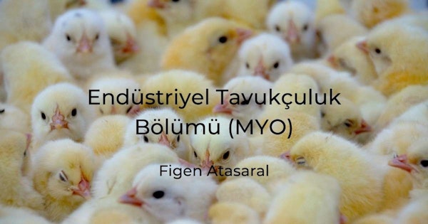 Bu görüntü, yakın çekimde bir araya toplanmış bir grup yavru civcivi gösteriyor. Civcivlerin çoğu beyaz ve sarı tüylüdür ve küçük siyah gözleri vardır. Civcivlerden biri kahverengi tüyleriyle gruptan sıyrılırken, geri kalanlar sıkı bir çember oluşturmuş. Arka planda farklı boyut ve renklerde başka kuşlar da var. Civcivlerin hepsi farklı yönlere bakıyor; bazıları yukarıya, bazıları yana, bazıları da aşağıya. Görüntüdeki ışık yumuşak ve görüntünün geneline huzurlu ve sıcak bir his veriyor.