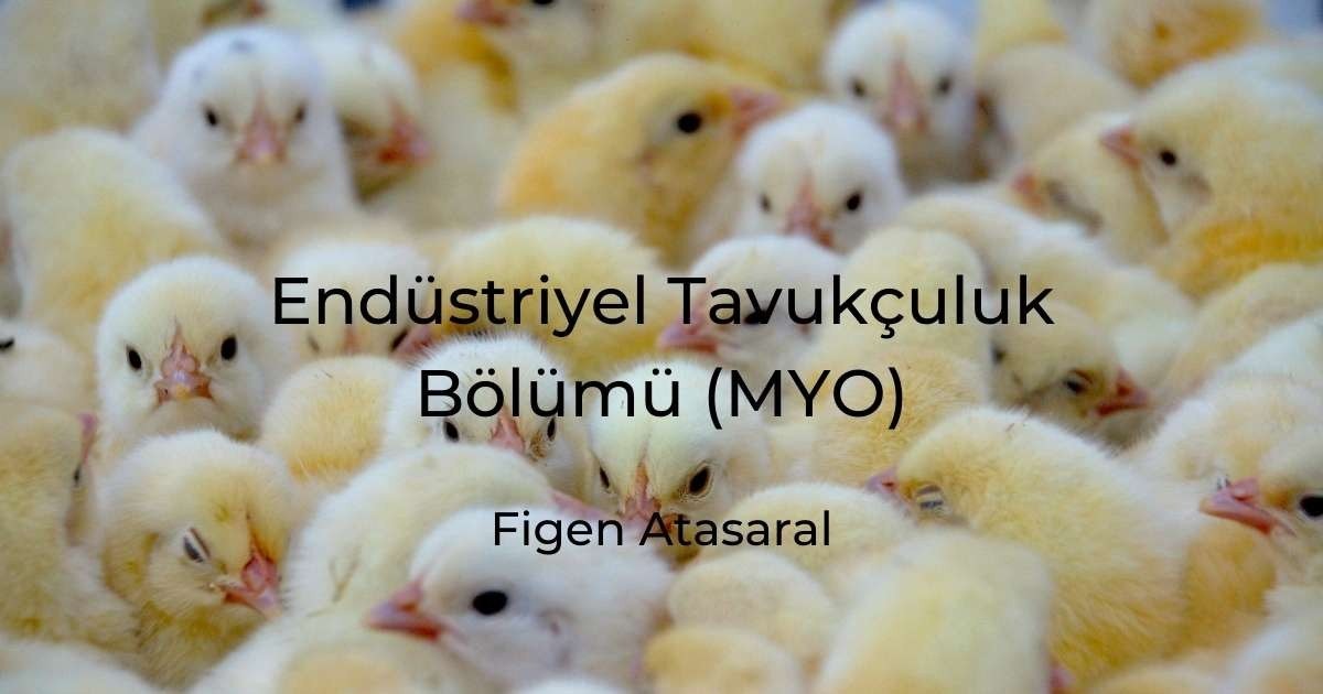 Bu görüntü, yakın çekimde bir araya toplanmış bir grup yavru civcivi gösteriyor. Civcivlerin çoğu beyaz ve sarı tüylüdür ve küçük siyah gözleri vardır. Civcivlerden biri kahverengi tüyleriyle gruptan sıyrılırken, geri kalanlar sıkı bir çember oluşturmuş. Arka planda farklı boyut ve renklerde başka kuşlar da var. Civcivlerin hepsi farklı yönlere bakıyor; bazıları yukarıya, bazıları yana, bazıları da aşağıya. Görüntüdeki ışık yumuşak ve görüntünün geneline huzurlu ve sıcak bir his veriyor.