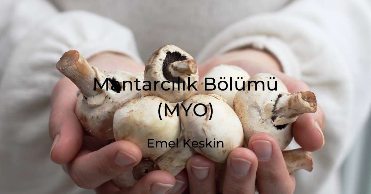 Beyaz gömlek giyen bir kişi, mantarlarla dolu büyük, açık bir el tutuyor. Mantarlar çoğunlukla kahverengi ve beyaz olmak üzere çeşitli renklerde ve kişinin avucuna yayılmış durumda. Kişinin kolu uzatılmış ve mantarlar görüntünün odak noktası gibi görünüyor. Kişi kameradan uzağa bakıyor ve çekimde yüzü görünmüyor. Görüntü yakın çekimdir ve mantarları ayrıntılı bir şekilde göstermektedir. Arka plan bulanık ve odak dışıdır ve mantarlar kadrajda öne çıkmaktadır.