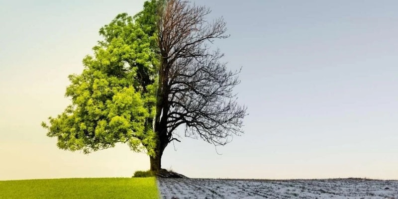Çerçevenin ortasında uzun, seyrek bir ağaç duruyor. Çıplak, kahverengi bir gövdesi var ve dallarında yaprak yok. Ağaç, kendisine doğru uzanan lastik izleriyle beyaz, karlı bir arka plana yerleştirilmiş. Sol alt köşede parlak yeşil bir çim parçası görülüyor ve daha uzakta bir kişi karda yürüyor. Ağacın sağında, beyaz gökyüzünü yansıtan yakın çekim bir su görülebiliyor. Uzaktan parlayan güneşle birlikte sahne huzurlu ve sakin.