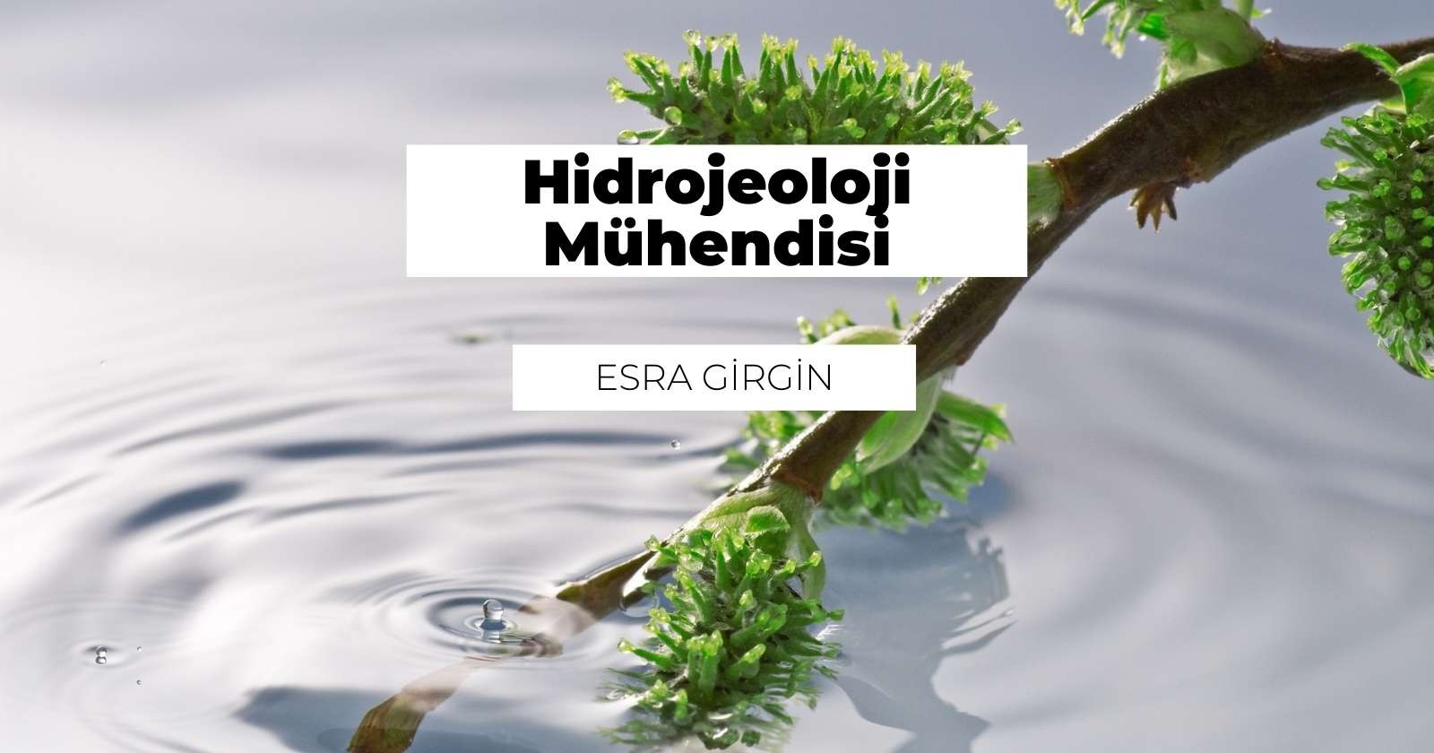 Yeşil bir bitkinin bu yakın çekim görüntüsünde, ana gövdeden aşağı doğru sarkan ve narin, parlak yeşil yapraklar filizlendiren birçok küçük, ince sap görülüyor. Yaprakların üzerinde parlayan su damlacıkları ve arka planda beyaz merkezli siyah bir daire görülüyor. Bitki sığ bir su havuzunda büyüyor, bu da bitkinin yüzeyde yüzüyormuş gibi görünmesine neden oluyor. Arka plan bulanıklaştırılarak bitkinin görüntüde öne çıkması sağlanmış. Bu görüntü, kendi ortamında gelişen bir bitkinin güzelliğini ve inceliğini yakalıyor.