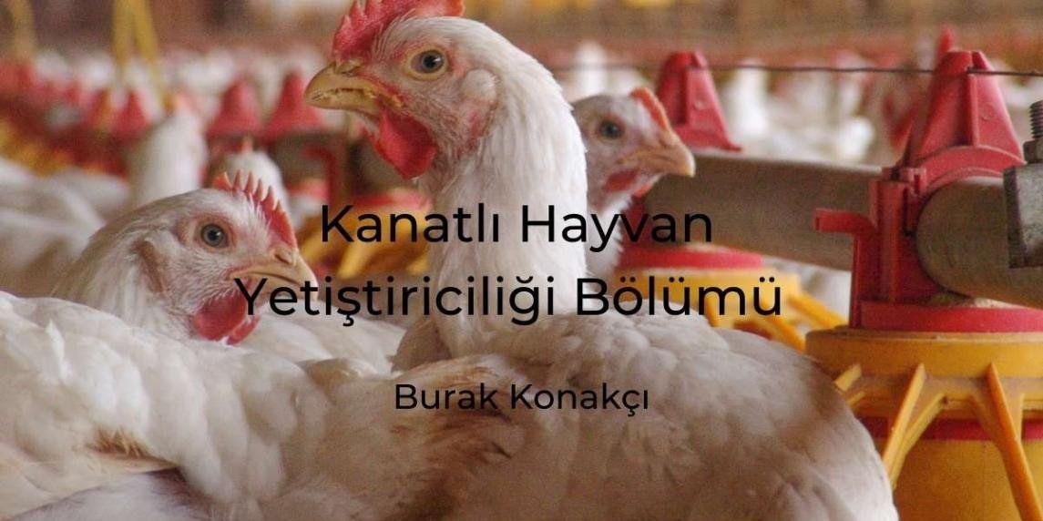 Bu resim bir kafeste bir grup tavuğu göstermektedir. Ön planda, bir borunun yanında duran kırmızı taraklı beyaz bir tavuk var. Yüzü yakından bakıldığında görülebiliyor, küçük boncuk gözleri ve gagası ortaya çıkıyor. Arkasında, hepsi beyaz renkli birkaç tavuk daha görülüyor. Kafes metal çubuklardan yapılmış ve yere birkaç saman serpiştirilmiş. Pencereden gelen ışık tavukların üzerine gölge düşürerek sahnenin atmosferine katkıda bulunuyor. Tavukların hepsi farklı yönlere bakıyor, bazıları kameraya bazıları da uzağa. Görüntü canlı ve büyüleyici, bu kuşların yaşamına bir bakış sağlıyor.