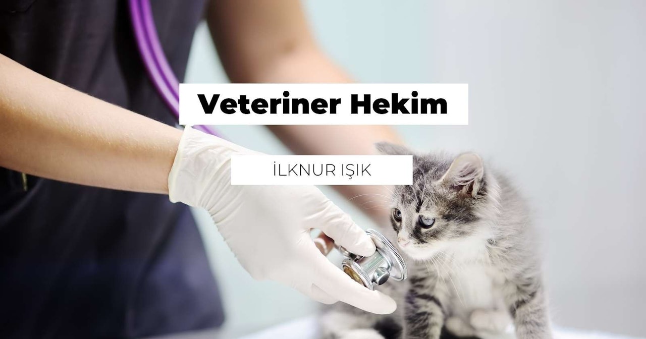 Bir çift eldiven giyen bir kişi bir kedinin göğsüne stetoskop tutuyor. Kedi kulaklarını dikmiş bir şekilde kişiye bakmaktadır. Kişinin yüzü görünmüyor, ancak eldivenin üzerinde bir logo görülebiliyor. Logo, içinde 'e' harfi olan siyah bir dairedir. Stetoskop kedinin vücuduna hafifçe bastırıyor. Kedi bu deneyimden keyif alıyor gibi görünmektedir. Arka plan nötr bir renktedir ve sahnede başka hiçbir şey yoktur. Işık parlak, kişinin eldivenlerini ve kedinin tüylerini vurguluyor.