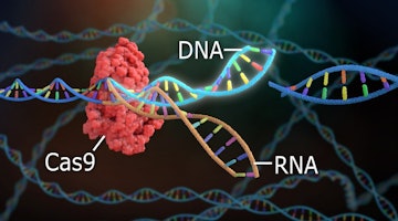 Bu görüntü, renkli toplar içeren bir DNA ipliğinin yakın çekimidir. İplik kırmızı ve mavi toplardan oluşmakta olup, kırmızı top maviden biraz daha büyüktür. İplik görüntünün merkezinde, kırmızı top solda ve mavi top sağda yer alıyor. Arka plan karanlık ve gizemli. DNA ipliği sağ üstten bir ışık kaynağıyla aydınlatılıyor ve toplara neredeyse büyülü bir parlaklık veriyor. DNA ipliğinin dokusu ve şekli, görüntü boyunca kıvrılan uzun, dolambaçlı sarmallarıyla açıkça görülebiliyor. Görüntüdeki ayrıntılar çarpıcı ve topların canlı renkleri arka planın karanlığına karşı öne çıkıyor. Sonuç, her izleyicinin dikkatini çekeceği kesin olan büyüleyici ve göz alıcı bir görüntüdür.
