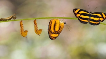Kanatlarını açmış, bir sapın üzerine tünemiş sarı ve siyah bir kelebeğin yakın çekimi. Kelebeğin kanatlarında karmaşık desenler ve başının üzerinde narin antenler var. Gövdesi sapın üzerinde dinlenirken bacakları sapın etrafında kıvrılıyor. Gövde yeşildir, üzerinde küçük yapraklar ve birkaç sarı çiçek vardır. Arka plan bulanık ve odak dışı, bu da kelebeğin öne çıkmasını sağlıyor. Mükemmel bir an yakalanmış, doğanın güzelliği tüm ihtişamıyla sergileniyor.