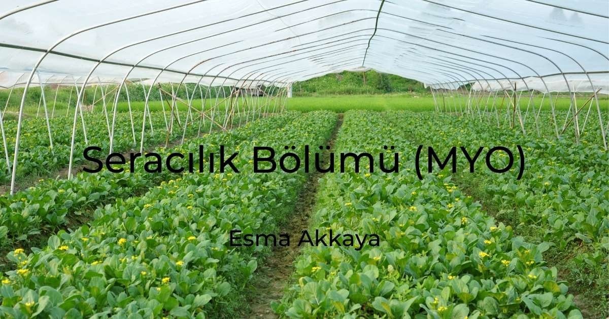 Bu görüntü, içinde çeşitli bitkilerin yetiştiği bir serayı gösteriyor. Bitkiler yeşil yapraklar ve beyaz çiçeklerin bir karışımı gibi görünüyor. Seranın ortasından toprak bir yol geçiyor ve yeşilliklerin arasına serpiştirilmiş birkaç küçük siyah harf ve daire var. Ön plan beyaz çadırların yakın çekimiyle doluyken, arka planda içinde bitkilerin yetiştiği yemyeşil bir alan var. Görüntünün renkleri canlı ve parlak, ışıklandırma ise doğal. Genel olarak görüntü, doğanın güzelliğini ve bitkilerle dolu bir seranın huzurunu yakalıyor.