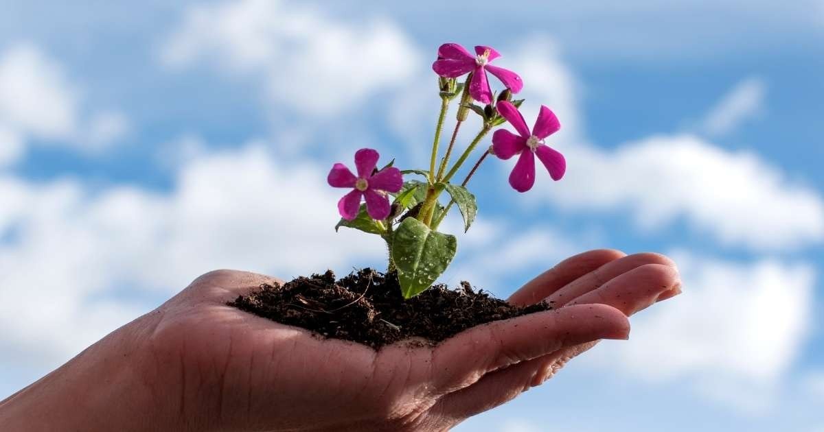 Bu resimde elinde topraklı bir bitki tutan bir kişi görülüyor. Avuçlarında yeşil bir yaprak var ve bitkiyi vücutlarına yakın tutuyorlar. Bitkinin çiçeği parlak yaprakları ve sarı merkeziyle görülebiliyor. Kişinin parmakları kısmen açık kahverengi renkte olan toprağa gömülüdür. El kameraya yakın tutularak toprağın ve bitkinin ayrıntılı bir görüntüsü elde ediliyor. Kişinin bileği ve ön kolu görülebiliyor ve kolu hafifçe bükülmüş. Arka plan odak dışı, ancak uzakta birkaç başka bitki görülebiliyor.