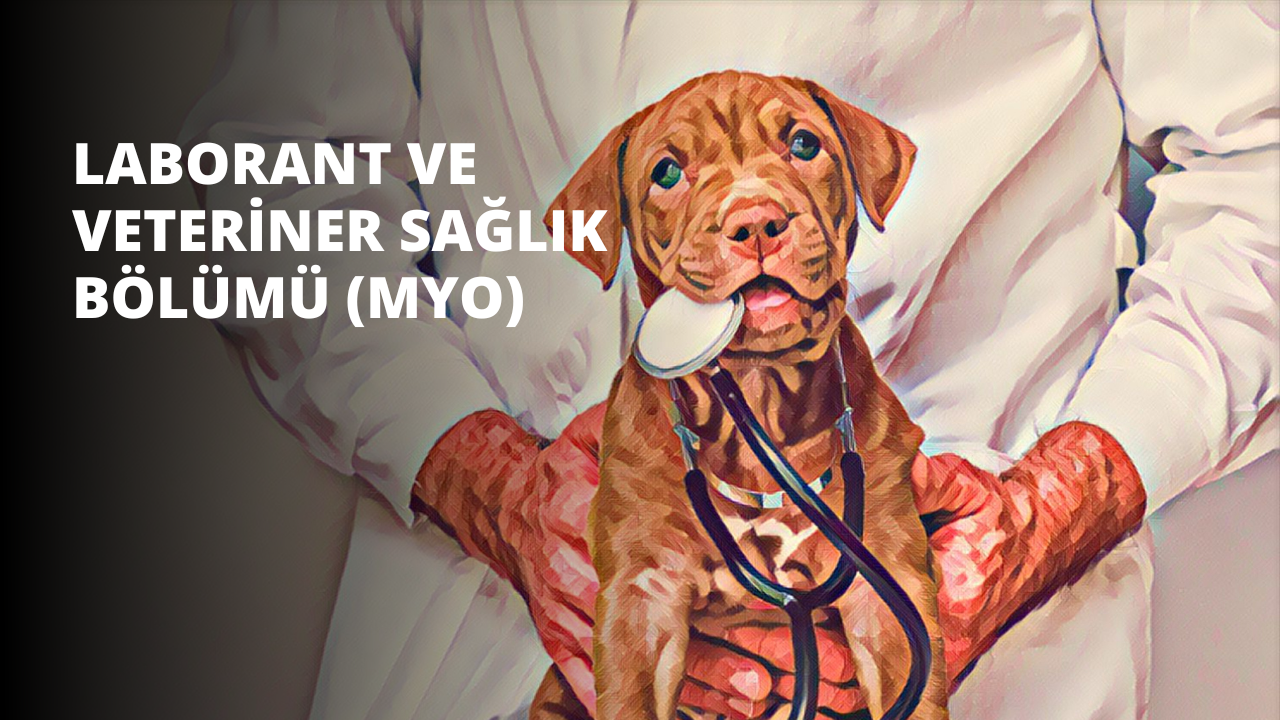 Bu resimde boynuna stetoskop takmış bir köpek görülüyor. Stetoskop, vücudun iç seslerini dinlemek için kullanılan tıbbi bir cihazdır. Köpeğin siyah bir kürkü, pembe bir dili ve mavi gözleri var. Kulakları dikilmiş ve yüzünde meraklı bir ifade var. Stetoskop beyaz ve kırmızı renkte olup siyah bir bağlantı parçası vardır ve köpeğin boynuna asılmıştır. Arka plan beyaz bir duvardır ve köpek resmin ortasında durmaktadır. Resmin odak noktası açıkça köpek ve aksesuarıdır ve tıp mesleğinin harika bir temsilidir.