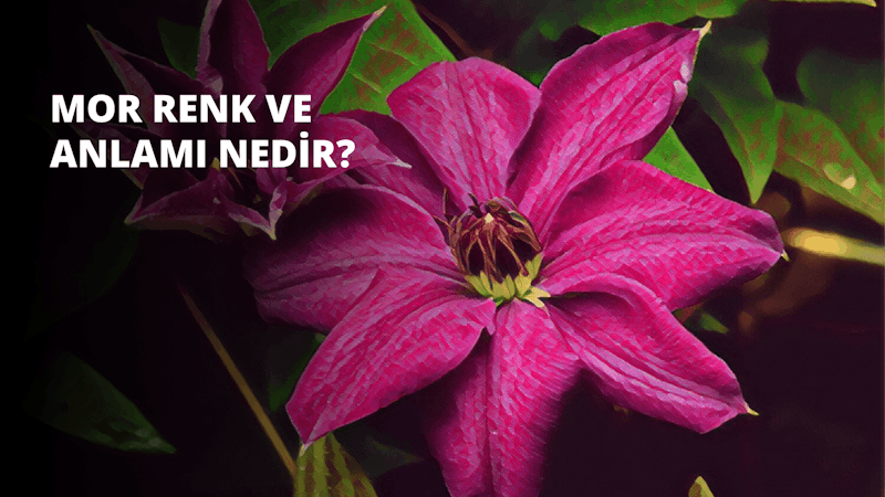 Bir çiçeğin bu yakın çekim görüntüsünde, ortada canlı sarı bir taç yaprağı görülmekte olup, etrafı farklı pembe tonlarında diğer birkaç taç yaprağı ile çevrilidir. Taç yapraklar mumsu bir dokuya sahip ve hafifçe açılarak çiçeğin merkezini ortaya çıkarıyor. İzleyiciye en yakın taç yaprağının merkezinde küçük, açık sarı noktalar yer alıyor. Arka plan bulanıklaştırılarak çiçeğe derinlik ve odak hissi verilmiş. Arka planda, uzaktaki bir sapı düşündüren bir miktar yeşil var. Çiçeğin parlak renkleri neşeli ve canlı bir atmosfer sağlıyor.