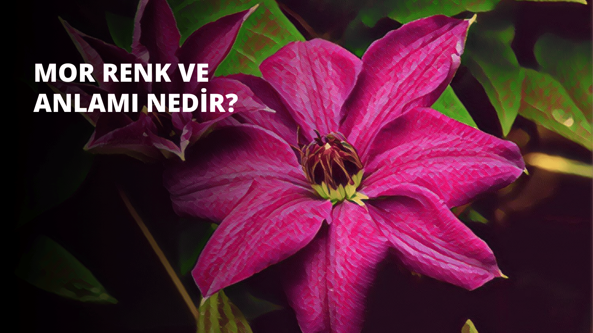 Bir çiçeğin bu yakın çekim görüntüsünde, ortada canlı sarı bir taç yaprağı görülmekte olup, etrafı farklı pembe tonlarında diğer birkaç taç yaprağı ile çevrilidir. Taç yapraklar mumsu bir dokuya sahip ve hafifçe açılarak çiçeğin merkezini ortaya çıkarıyor. İzleyiciye en yakın taç yaprağının merkezinde küçük, açık sarı noktalar yer alıyor. Arka plan bulanıklaştırılarak çiçeğe derinlik ve odak hissi verilmiş. Arka planda, uzaktaki bir sapı düşündüren bir miktar yeşil var. Çiçeğin parlak renkleri neşeli ve canlı bir atmosfer sağlıyor.