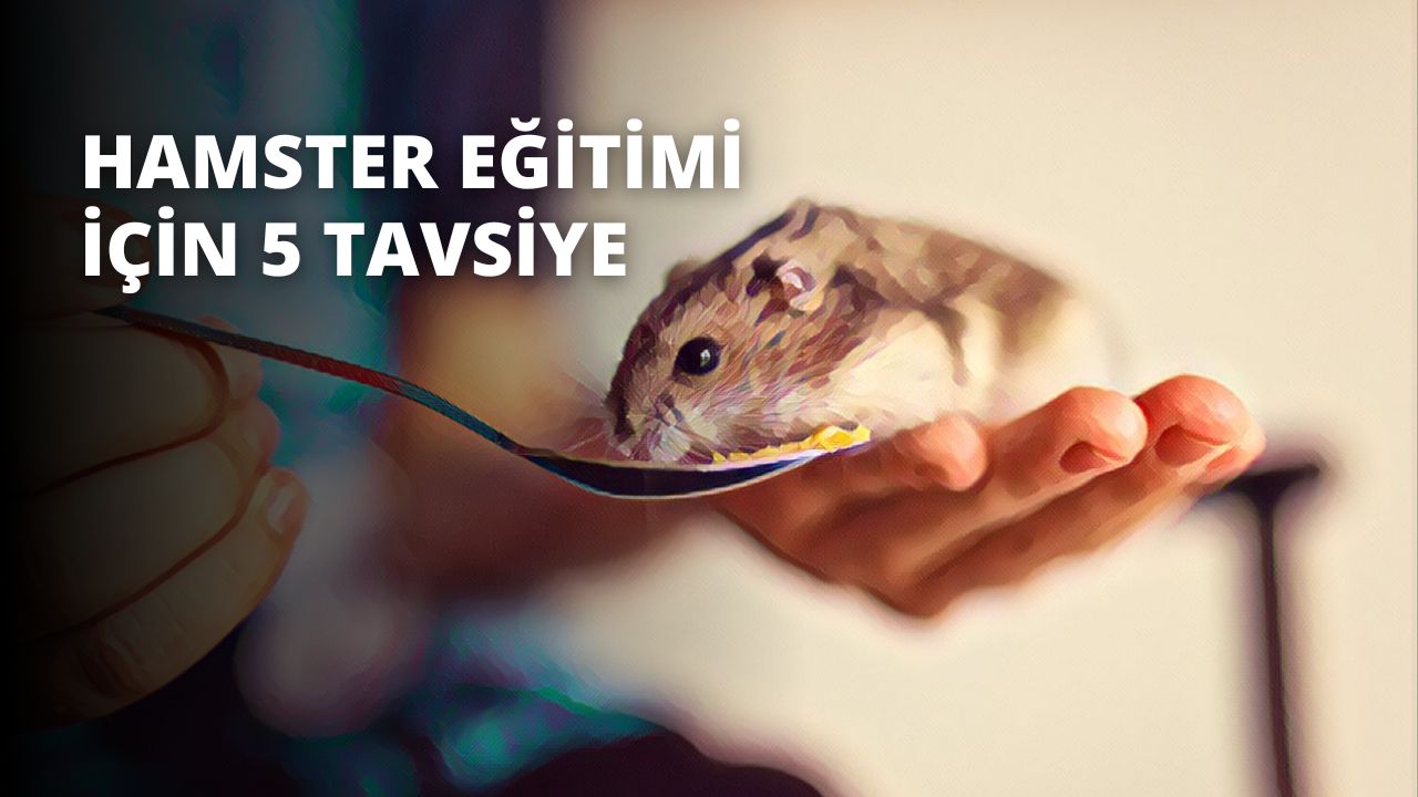 Üstüne küçük bir fare tünemiş bir kaşığı sıkıca kavrayan bir elin yakın çekimi görülüyor. Gri bir ağzı ve siyah gözleri olan fare beyazdır ve başında pembe bir fiyonk vardır. Kaşık gümüş rengi ve kavisli, ahşap saplı. El ten renginde, uzun parmaklı ve kısa tırnaklıdır. Arka plan mavi ve kırmızı tellerin bulanık bir karışımı olup benzersiz ve ilginç bir arka plan oluşturmaktadır. Resmin üst ve alt kısımları koyu renkle çerçevelenerek fare ve kaşık üzerinde güçlü bir odaklanma hissi yaratılmıştır.