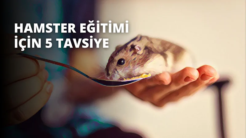 Üstüne küçük bir fare tünemiş bir kaşığı sıkıca kavrayan bir elin yakın çekimi görülüyor. Gri bir ağzı ve siyah gözleri olan fare beyazdır ve başında pembe bir fiyonk vardır. Kaşık gümüş rengi ve kavisli, ahşap saplı. El ten renginde, uzun parmaklı ve kısa tırnaklıdır. Arka plan mavi ve kırmızı tellerin bulanık bir karışımı olup benzersiz ve ilginç bir arka plan oluşturmaktadır. Resmin üst ve alt kısımları koyu renkle çerçevelenerek fare ve kaşık üzerinde güçlü bir odaklanma hissi yaratılmıştır.