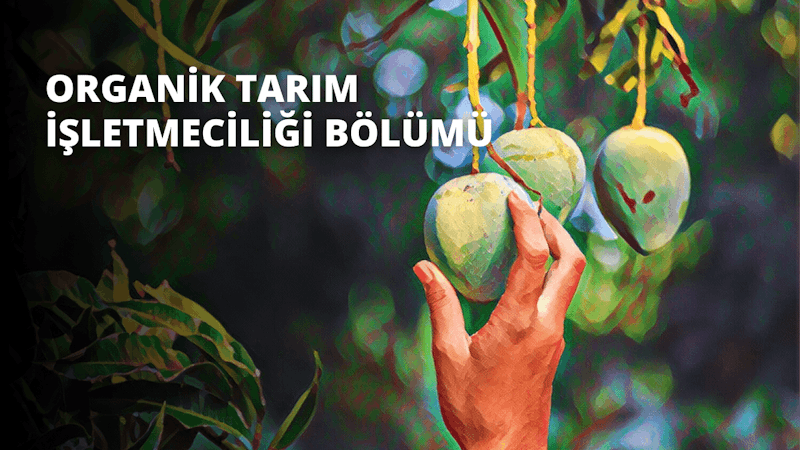 Turuncu renkli bir meyve tutan bir el. El hafifçe kavranmış, işaret parmağı ve başparmak nesnenin etrafında yarım daire oluşturuyor. Meyve hafifçe ezilmiş ve yuvarlak şekli biraz değişmiş. Kabuğun dokusu hafif engebeli ve yüzeyde hafif bir çürük var. Meyvenin rengi parlak ve canlı, tonu turuncudan sarıya hafifçe değişiyor. Arka planda bazı bulanık ağaçlar ve mavi bir gökyüzü var. Görüntüde meyvenin ve elin renklerini öne çıkaran iyi bir aydınlatma var.