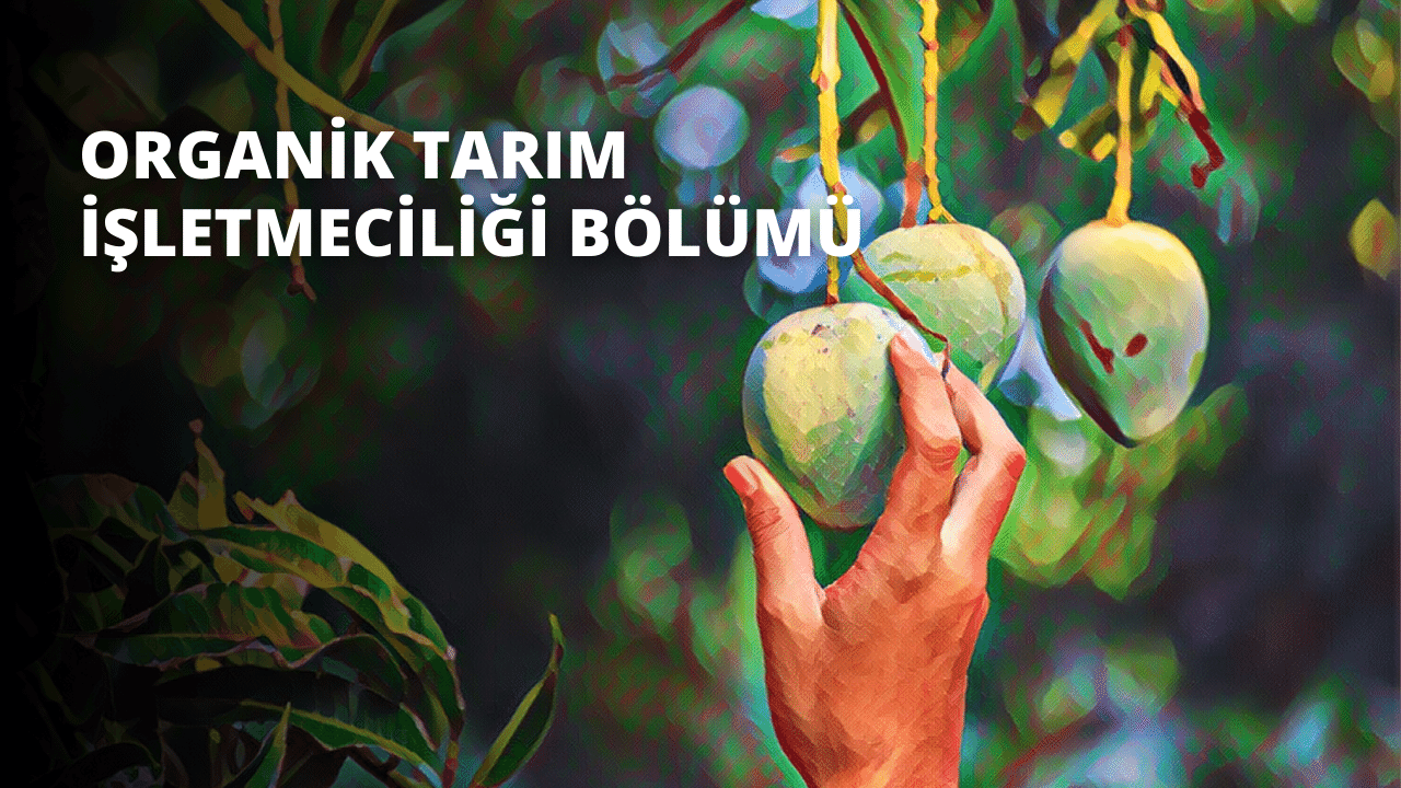 Turuncu renkli bir meyve tutan bir el. El hafifçe kavranmış, işaret parmağı ve başparmak nesnenin etrafında yarım daire oluşturuyor. Meyve hafifçe ezilmiş ve yuvarlak şekli biraz değişmiş. Kabuğun dokusu hafif engebeli ve yüzeyde hafif bir çürük var. Meyvenin rengi parlak ve canlı, tonu turuncudan sarıya hafifçe değişiyor. Arka planda bazı bulanık ağaçlar ve mavi bir gökyüzü var. Görüntüde meyvenin ve elin renklerini öne çıkaran iyi bir aydınlatma var.