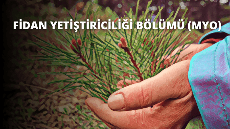 Bir kişinin eli uzanmış, yemyeşil bir bitki tutuyor. Bitki hafifçe sarkıyor ve yaprakları yeni sulanmış gibi görünüyor. El hafifçe sapın etrafına sarılmış, onu destekliyor ve dik tutuyor. Elin uzun, ince parmakları var ve bileği beyaz, uzun kollu bir gömleğin manşetinin altından görünüyor. Arka plan bulanıklaştırılmış ve görüntünün odak noktası olan kişinin eli ve bitkiyle yumuşak bir kontrast oluşturulmuş.