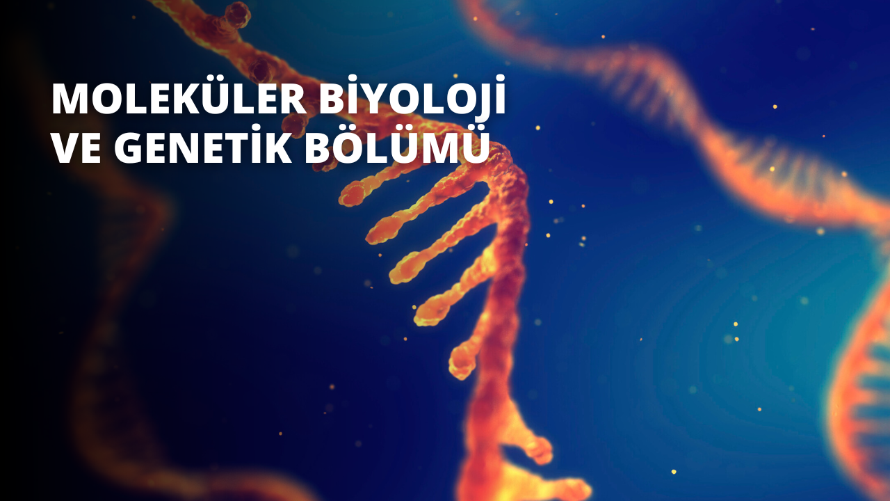 Bu görüntü sudaki bir DNA ipliğinin yakın çekimidir. DNA ipliği hafifçe odak dışıdır ve bulanık bir görünüm verir. İplik, birkaç noktadan birbirine bağlanan iç içe geçmiş iki iplikten oluşuyor. İplikler, bir ışık kaynağıyla aydınlatılan bir su havuzuyla çevrilidir. Işık sudan yansıyarak güzel ve karmaşık bir gölge ve vurgu deseni yaratır. Telin dokusu ve renkleri görülebiliyor, bu da ona benzersiz ve büyüleyici bir görünüm kazandırıyor. Görüntünün derinlik hissi de var; iplikçik suya hafifçe batmış gibi görünüyor. Sonuç olarak, bu inanılmaz derecede detaylı ve görsel olarak çarpıcı bir görüntü.