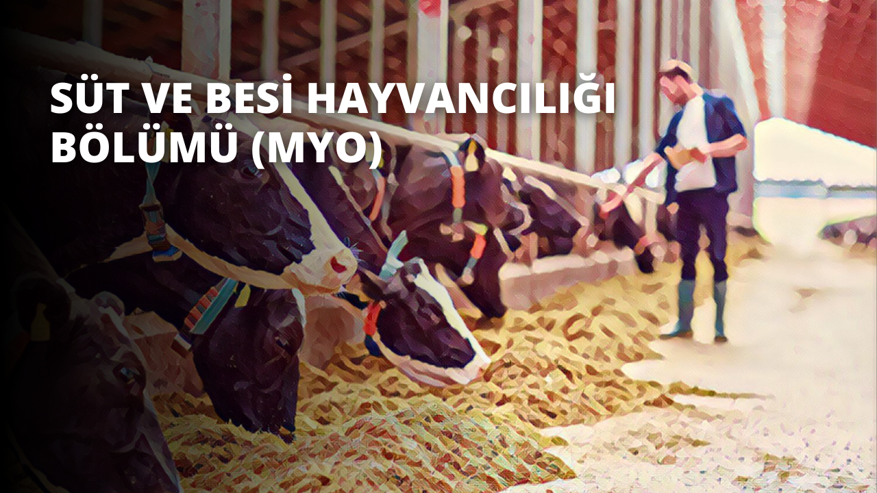 Süt ve Besi Hayvancılığı Bölümü (MYO)