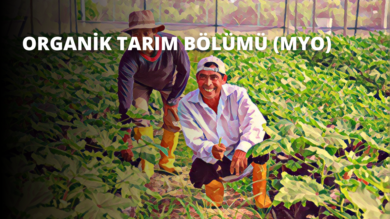 Bir grup adam çimenlik bir alanda bir arada duruyor. Güneş üzerlerinde parlıyor ve parlak gülümsemelerini ortaya çıkarıyor. Bir adam öne çıkıyor, kask takmış ve elinde büyük bir havuç tutuyor. Geniş geniş sırıtıyor, dişleri yüzünün koyu teniyle tezat oluşturacak şekilde parlıyor. Başka bir adam şapkasıyla yakınlarda duruyor. Yüzüne yakın çekim yapıldığında sıcak ifadesi ortaya çıkıyor. Yanındaki yerde beyaz bir 'O' harfi vardır. Daha uzakta, uzun parmaklarıyla bir bitkiyi kavrayan bir kişinin elinin yakın çekimi görülüyor. Adamlar birlikte durmaktadır; neşe ve arkadaşlığın mükemmel bir görüntüsü.