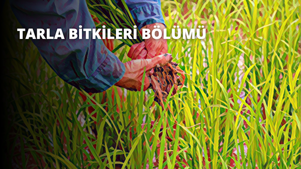 Bir kişi uzun otlarla kaplı bir tarlada ayakta durmakta ve sağ elinde kahverengi bir yaprak demeti tutmaktadır. Kişinin kolu yakın planda görülebiliyor ve yaprak demeti sıkıca tutulmuş. Yapraklar kahverenginin çeşitli tonlarına sahip ve dokuları pürüzlü ve kuru. Kişinin eli güçlü ve kararlı görünüyor ve görüntünün arka planında bol miktarda ot ve diğer bitkilerin bulunduğu yemyeşil bir manzara var. Görüntü sıcak ve davetkâr, gökyüzünde parlayan güneş huzurlu bir atmosfer yaratıyor. Kişinin yüz ifadesi görünmüyor ve izleyiciyi sahneyi yorumlamak için hayal gücünü kullanmaya bırakıyor.