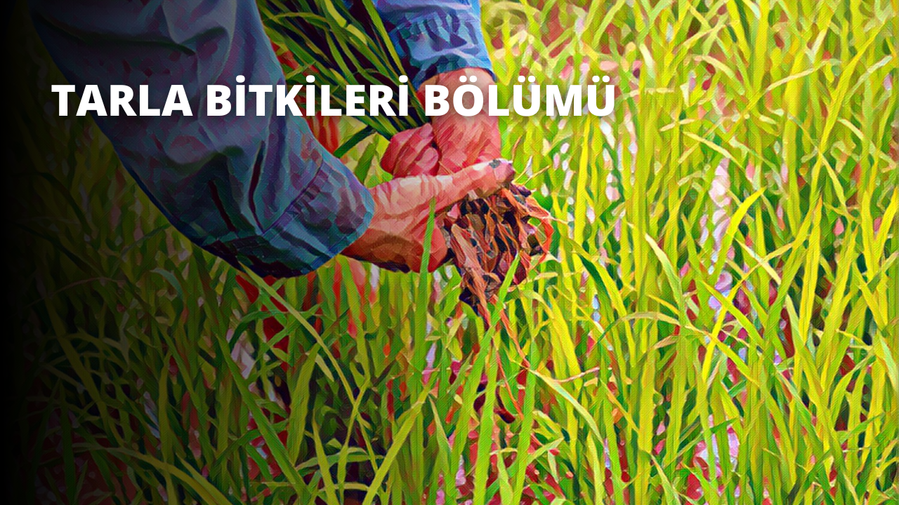 Bir kişi uzun otlarla kaplı bir tarlada ayakta durmakta ve sağ elinde kahverengi bir yaprak demeti tutmaktadır. Kişinin kolu yakın planda görülebiliyor ve yaprak demeti sıkıca tutulmuş. Yapraklar kahverenginin çeşitli tonlarına sahip ve dokuları pürüzlü ve kuru. Kişinin eli güçlü ve kararlı görünüyor ve görüntünün arka planında bol miktarda ot ve diğer bitkilerin bulunduğu yemyeşil bir manzara var. Görüntü sıcak ve davetkâr, gökyüzünde parlayan güneş huzurlu bir atmosfer yaratıyor. Kişinin yüz ifadesi görünmüyor ve izleyiciyi sahneyi yorumlamak için hayal gücünü kullanmaya bırakıyor.